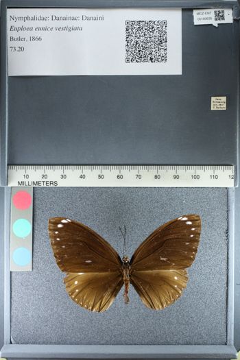 Media type: image;   Entomology 160635